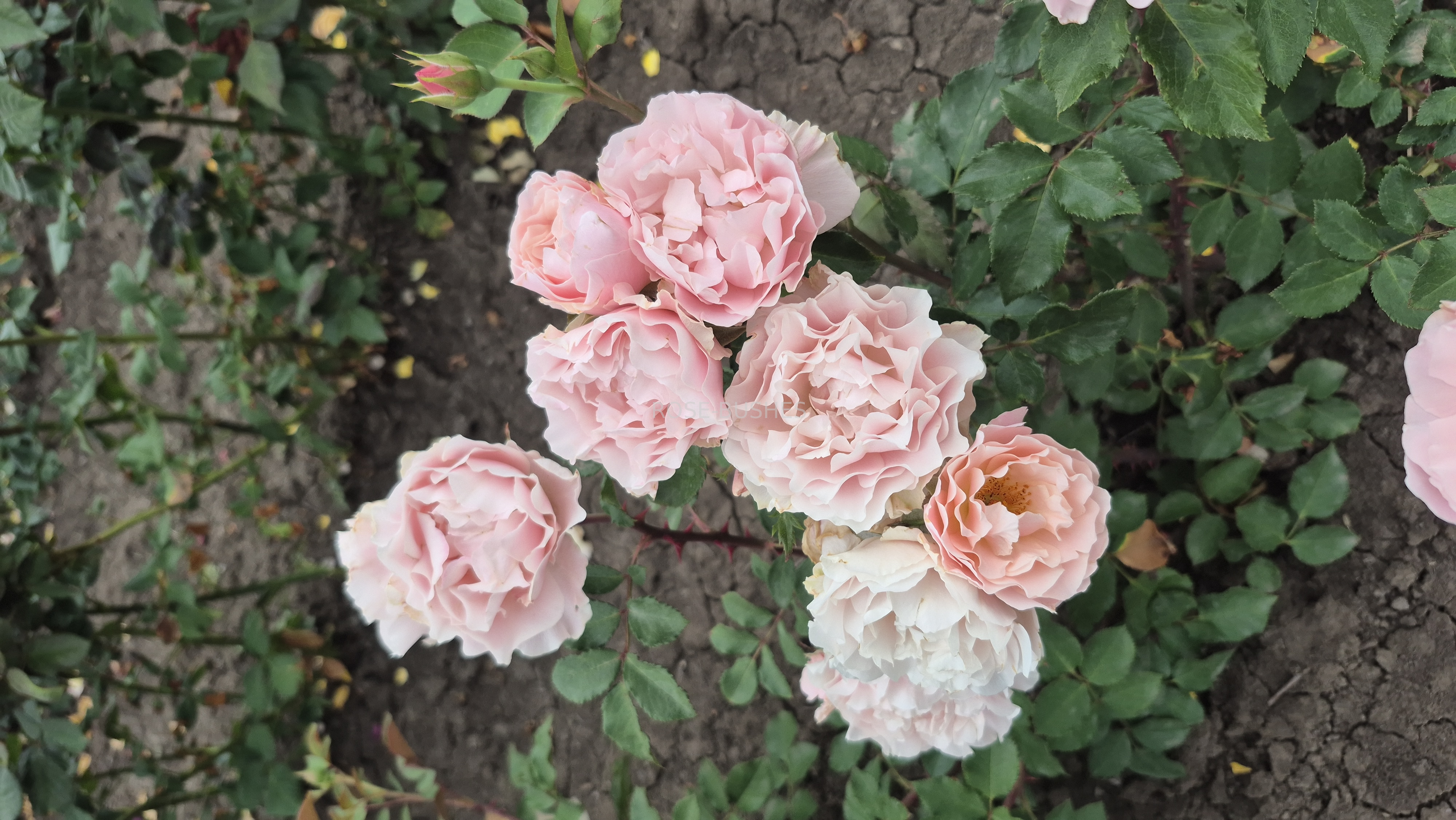 �����. Daphne. (����.����.)